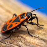 Mozilla Mythos Discrepancy: 271 Bugs vs 3 CVEs in Firefox 150 - featured image