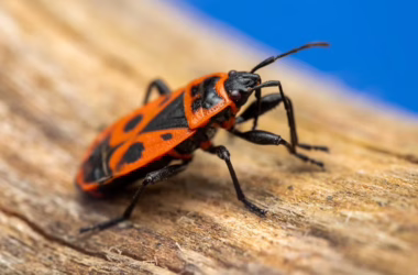 Mozilla Mythos Discrepancy: 271 Bugs vs 3 CVEs in Firefox 150 - featured image