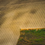 AI in Agriculture: Precision Farming and Crop Monitoring