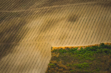 AI in Agriculture: Precision Farming and Crop Monitoring