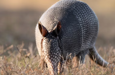 IBM MAMMAL Beats AlphaFold 3 on 9 Biological Benchmarks - featured image