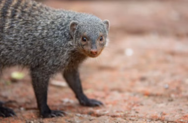 IBM MAMMAL Model Beats AlphaFold 3 on Biological Benchmarks - featured image