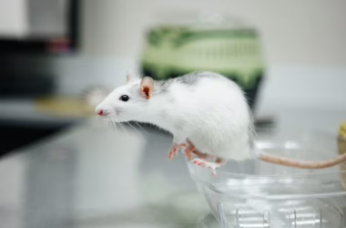 IBM's MAMMAL Model Beats AlphaFold 3 on Key Benchmarks - featured image