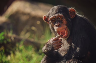 IBM MAMMAL Beats AlphaFold 3 on Biology Tasks Using - featured image