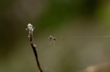 FortiBleed, SocGholish, Scattered Spider: June 2026 - featured image